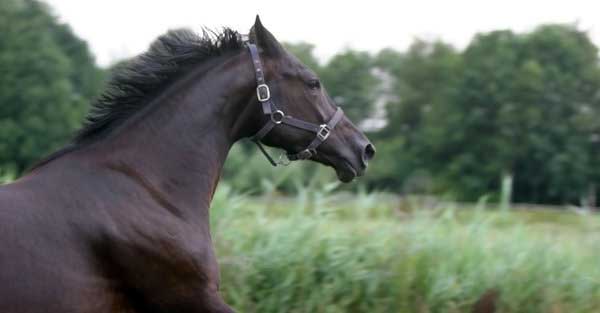 animal_feeds