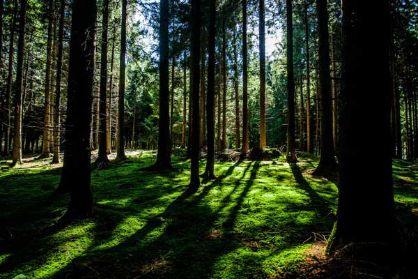 chainsaws_BG