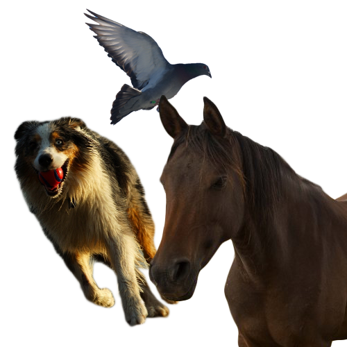 animal-feeds-image